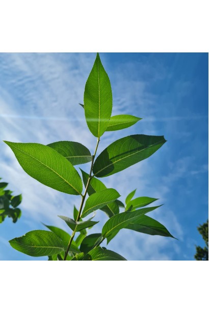 Верба п’ятитичинкова